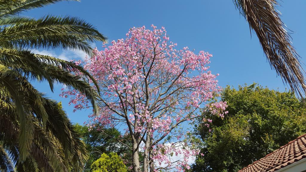 Old Umtali Guest House โจฮันเนสเบิร์ก ภายนอก รูปภาพ